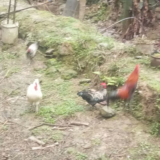 从江县 本地土鸡
