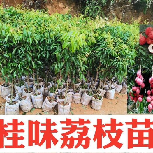 灵山县 桂味荔枝苗树苗嫁接苗农产品水果种植高产好品种果实甘甜可出口