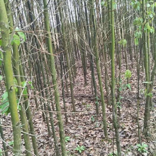 郴州 香樟