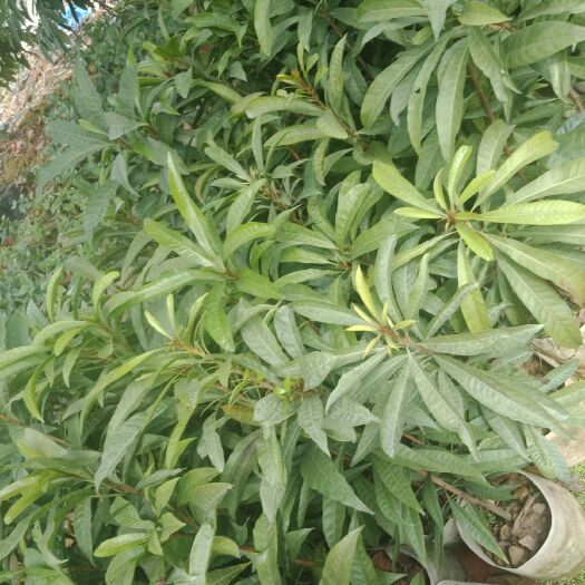 廉江市黄晶果苗 正宗黄晶果，场地直供，品质保证，量大从优，带营养袋发货