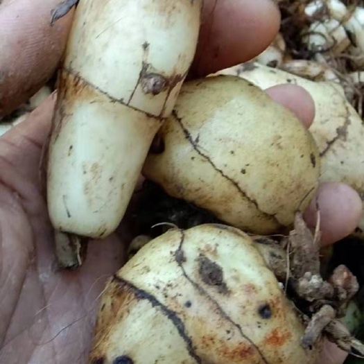山慈菇 正宗宽叶毛慈菇
