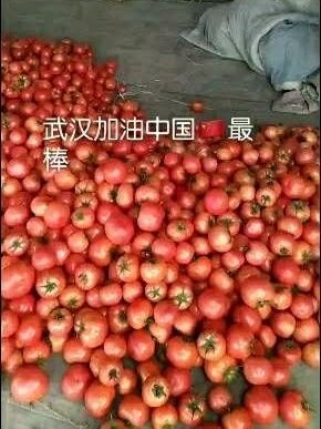 启东市西红柿
