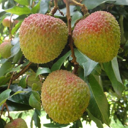 灵山县妃子笑荔枝苗 荔枝树苗妃子笑无核A4嫁接果树苗桂味糯米糍白糖罂鸡嘴荔三月红