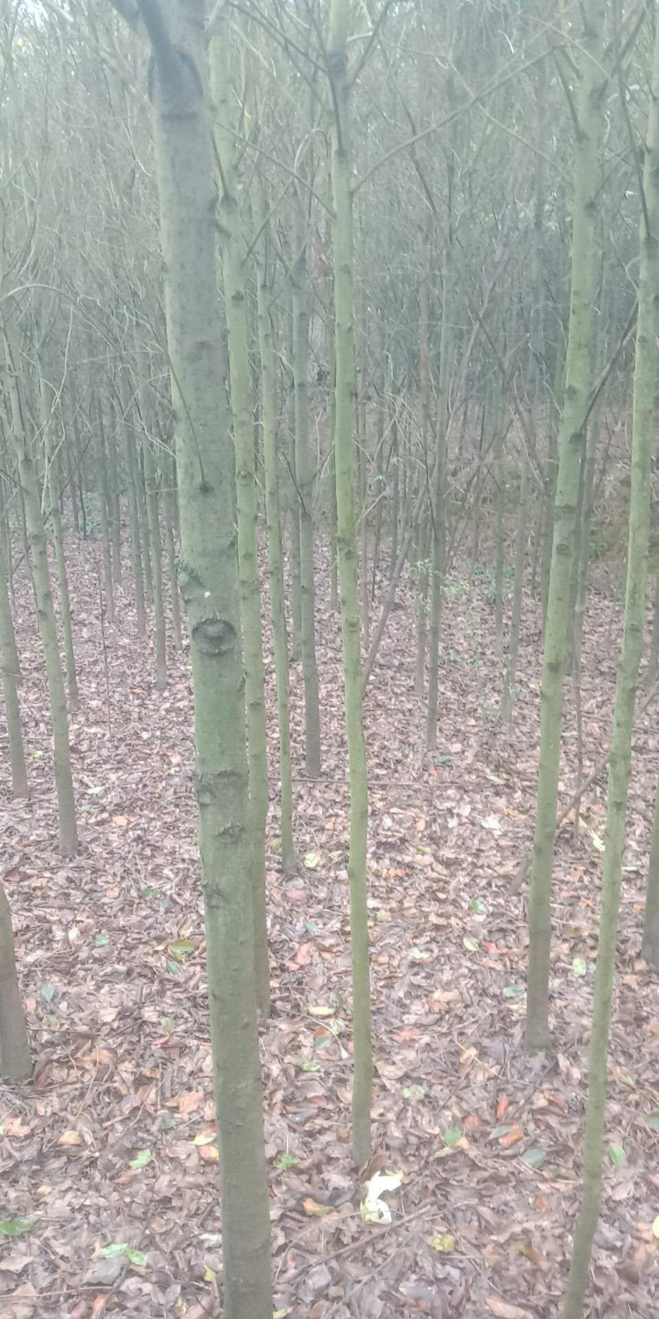  香樟