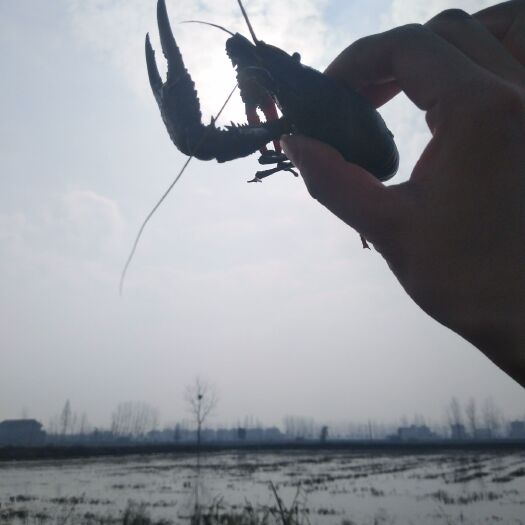 潜江市 小龙虾