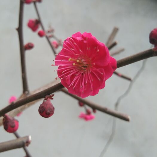新沂市红梅 红须朱砂