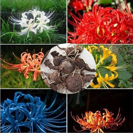 沭阳县彼岸花种子 彼岸花种球曼陀罗花庭院盆栽石蒜花种球子花卉种子四季种植