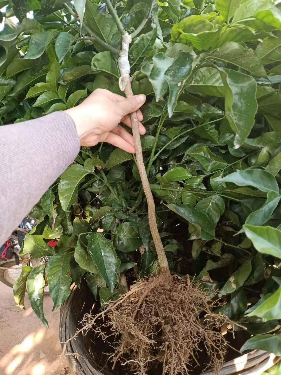 黑黄皮果苗  黑黄皮速长苗大量出售