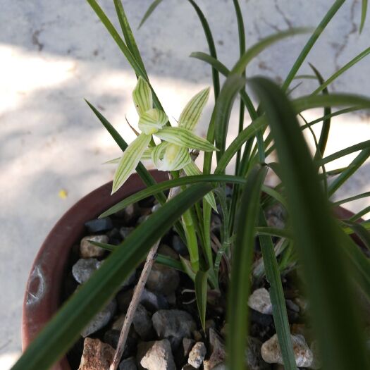 南涧县 大理小雪素，农家庭院露天自然栽培。