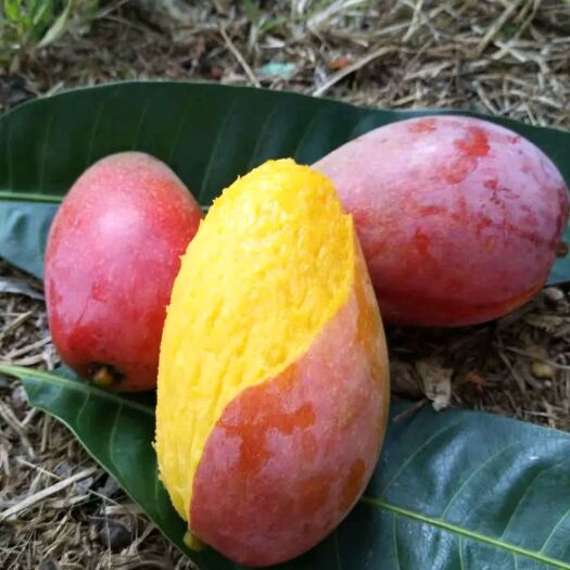 灵山县《精品》红贵妃芒果苗