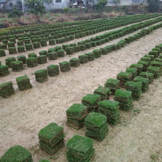 郴州马尼拉草皮 优质马尼拉草块