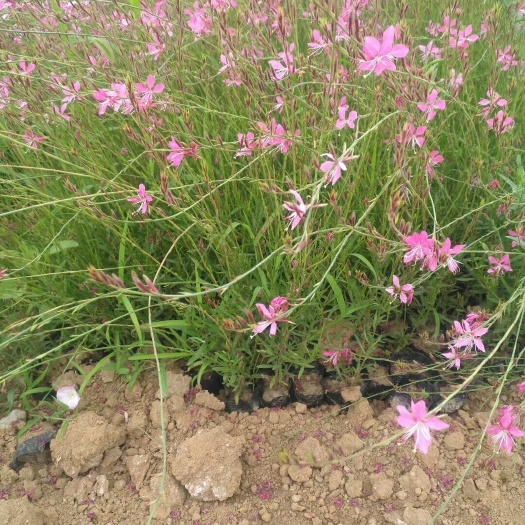 青州市山桃草价格，山桃草杯苗，山桃草花海