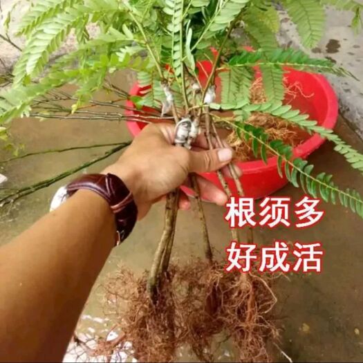 灵山县余甘果苗 油甘果苗新品种余甘果树苗当年结果包邮