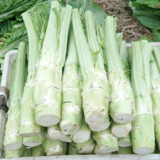 霞浦县 优质有机棒菜 介菜头