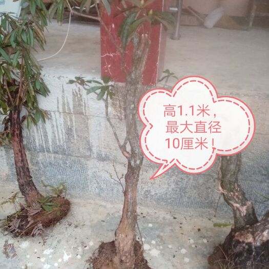 文山市马缨杜鹃 1~1.5米