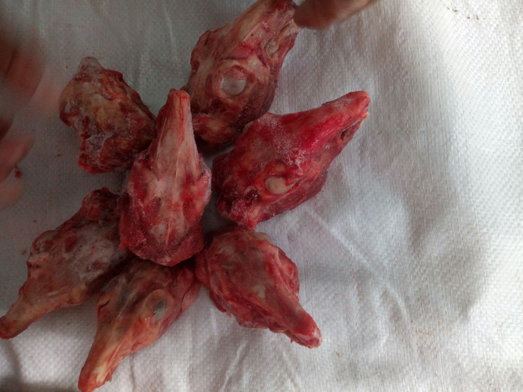  常年提供活兔现杀，带皮及剥皮兔肉