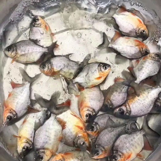 佛山鲳鱼苗 长期供应，淡水白鲳苗