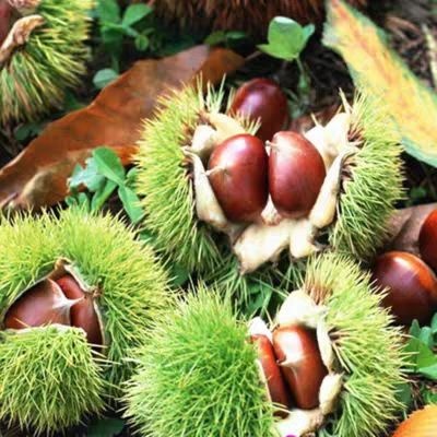 平邑县板栗苗嫁接板栗树苗栗子苗种植庭院地栽 现挖现卖 品质保证