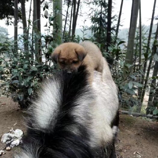 宜丰县 纯种土山羊