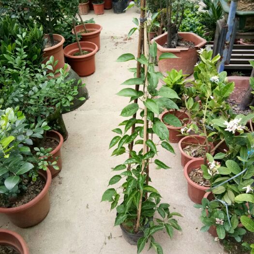 普宁市炮仗花