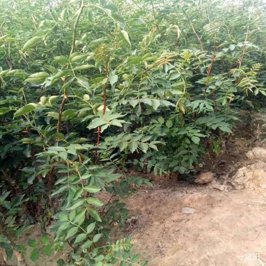 泰安 正宗大红袍花椒苗，花椒苗基地