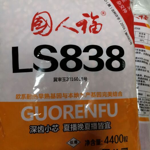 衡水国人福 红轴，大穗！脱水快！