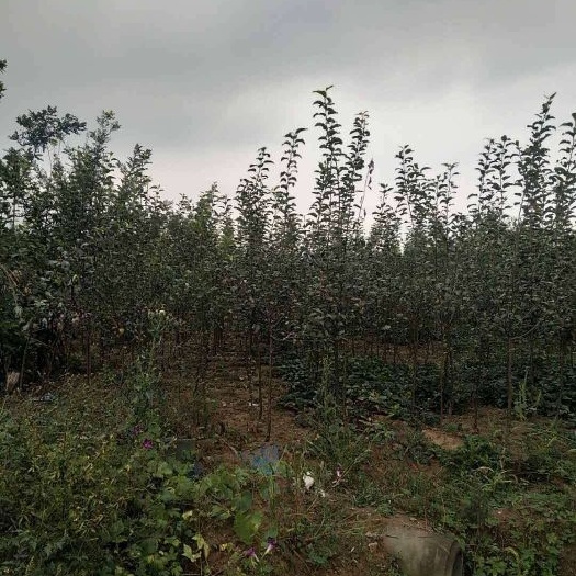 绛县 红富士苹果苗
