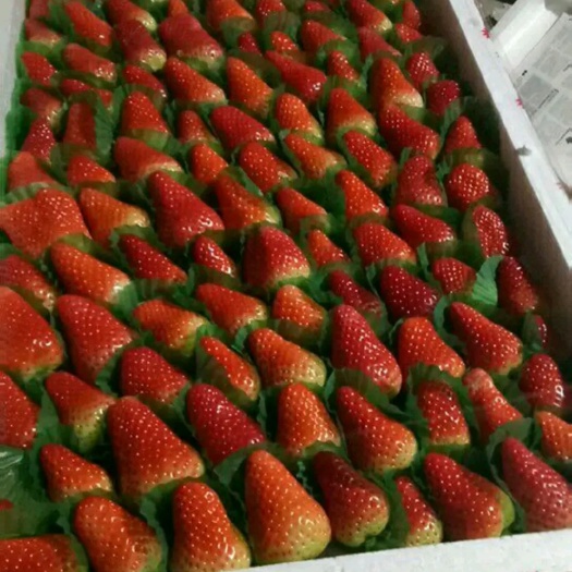 甜查理草莓  草莓大量供应批发