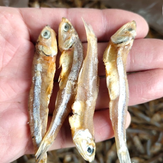 日照海燕鱼干  厂家直销，好吃看的见