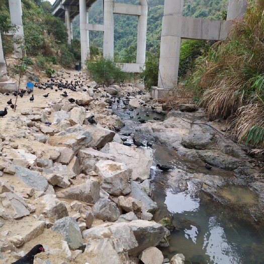 安溪县 土鸭
