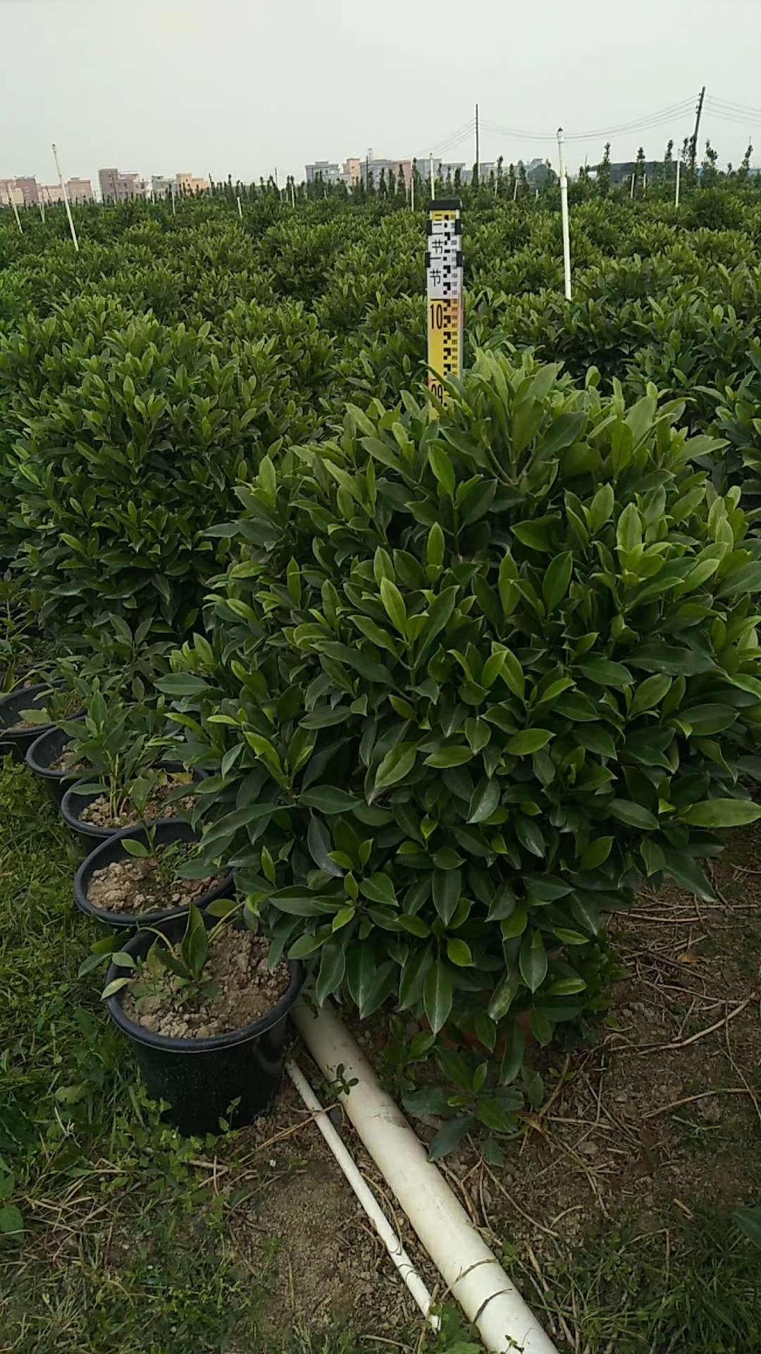 非洲茉莉  大量现货，价格可谈 欢迎各位老总下单