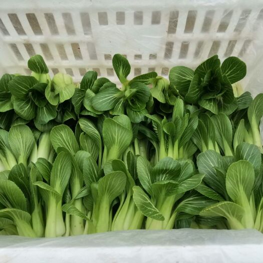沈丘县油菜 2~3两