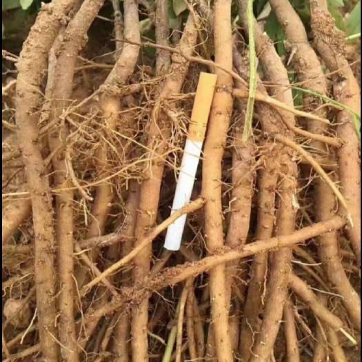 亳州油用牡丹苗，药用牡丹苗优质苗，保证质量，现要现挖，基地直供