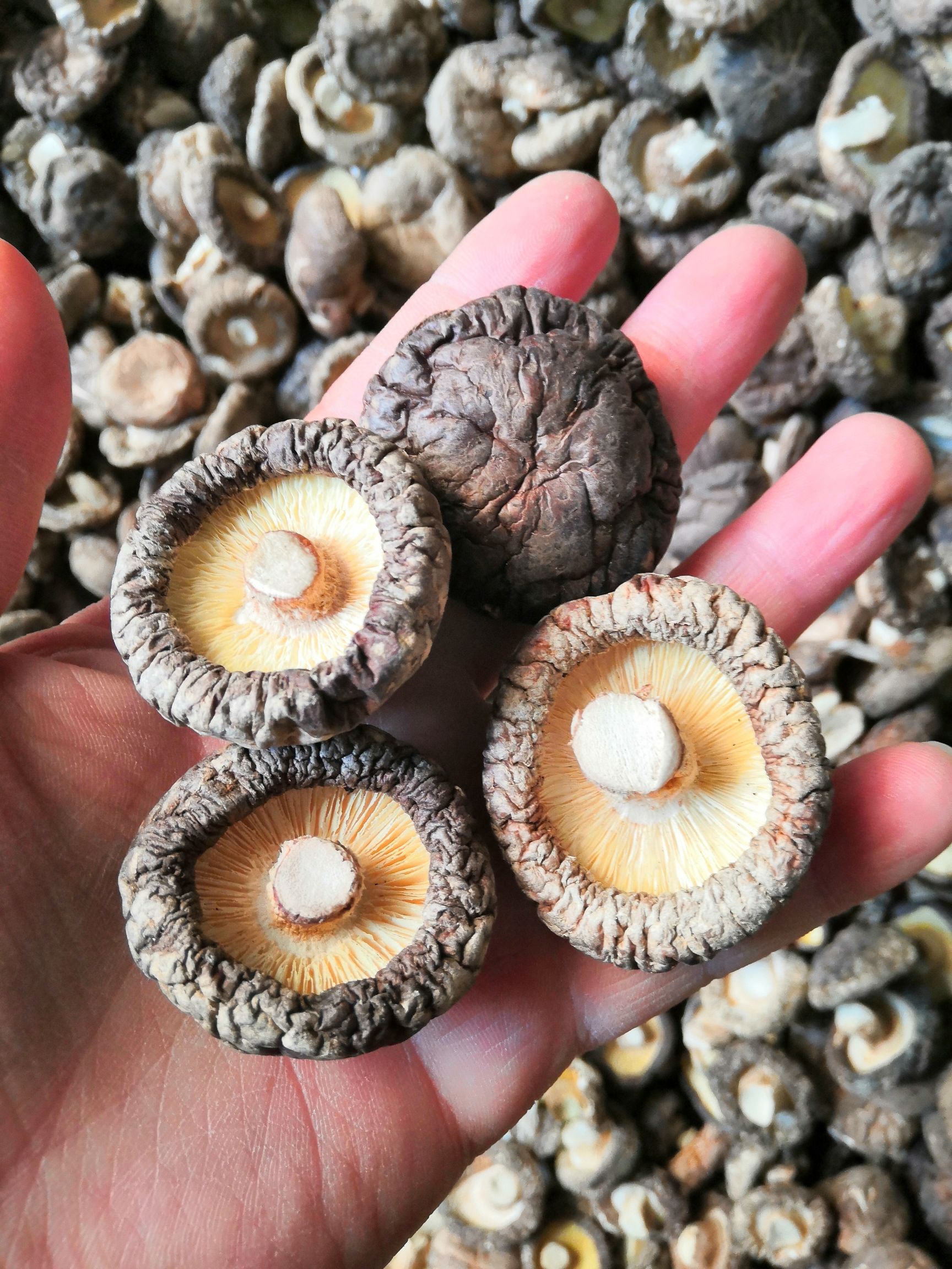 香菇冬菇产地直供质量杠杠的香菇干货 精选面菇一手货源！