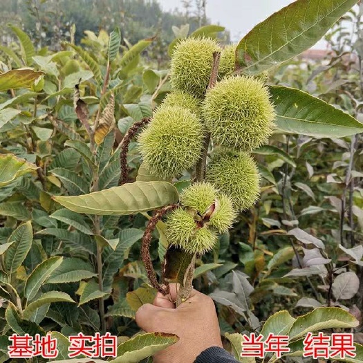 平邑县 板栗树苗，嫁接正品板历树
