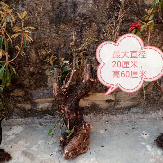 文山市马缨杜鹃 出售马缨花