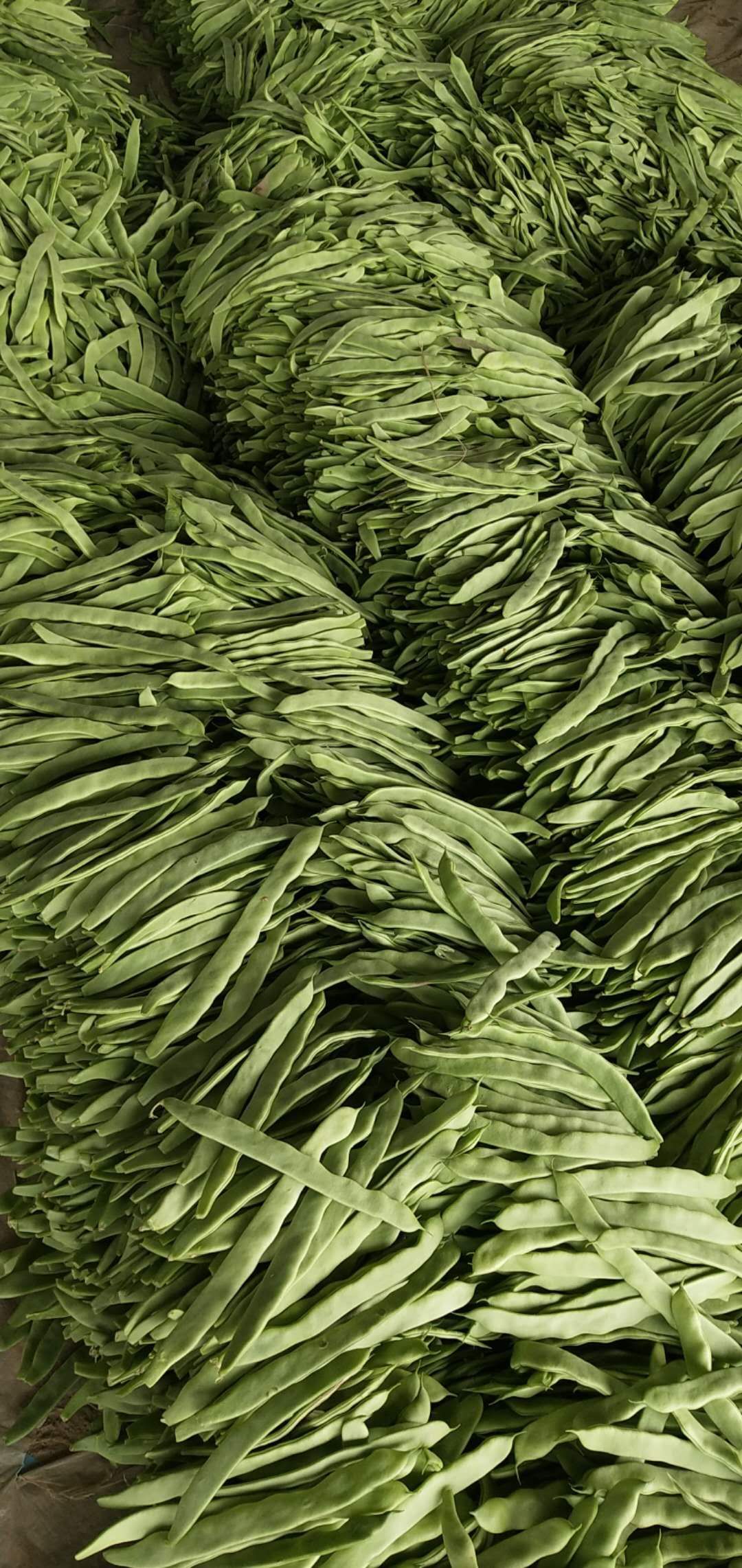 绿扁豆  扁豆