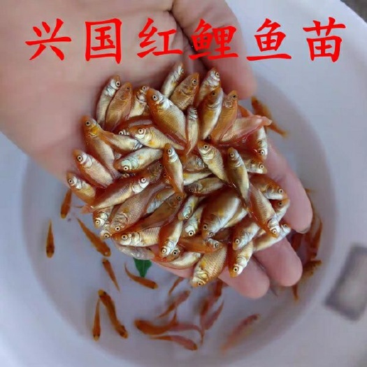 广州红鲤鱼苗 兴国红鲤鱼苗 杂交红鲤鱼苗 建鲤鱼苗