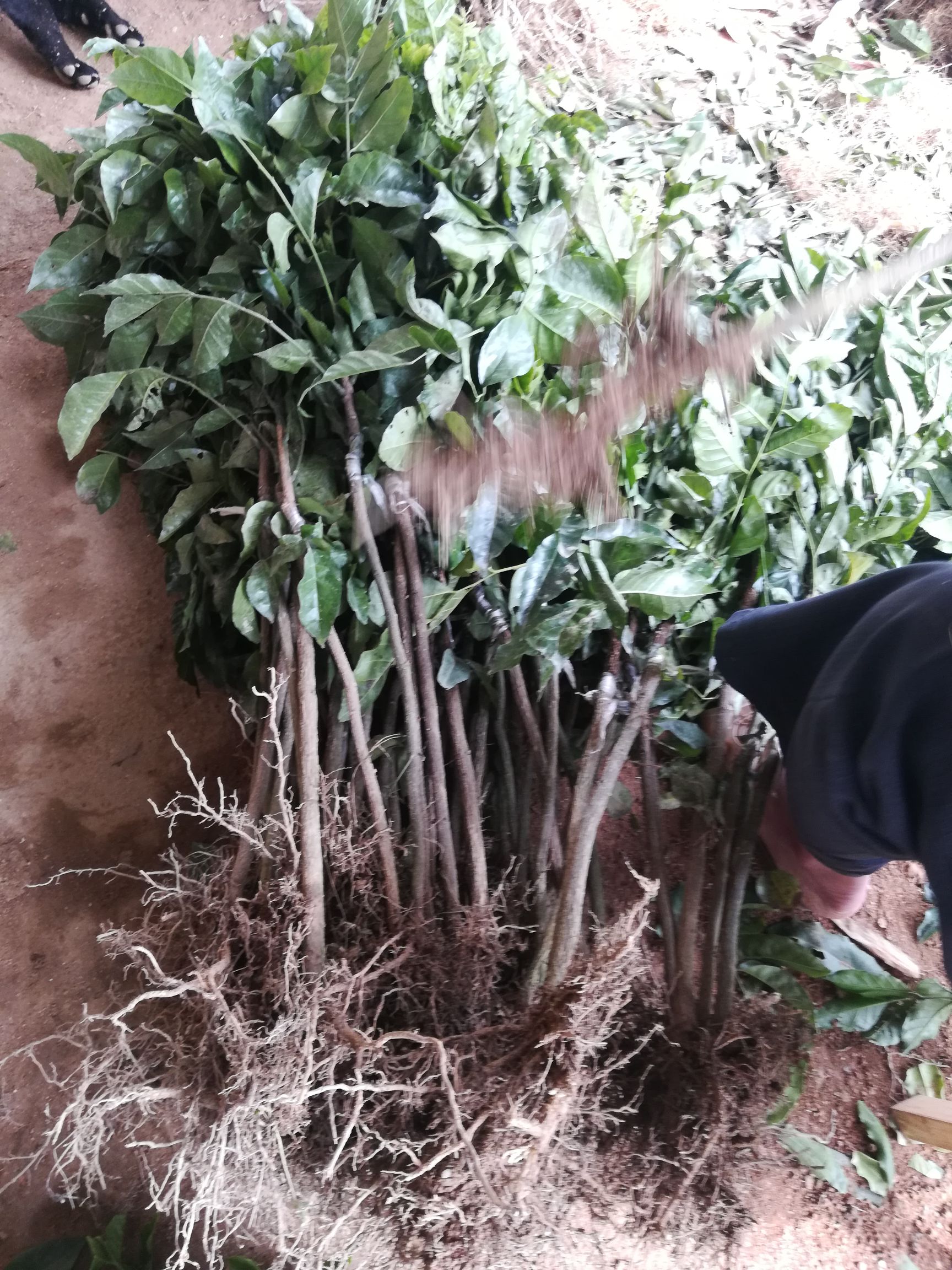 黄皮果苗  正品嫁接苗，种植第二年可以挂果