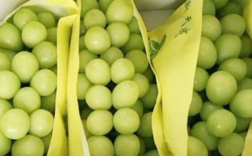 曹县红玫瑰葡萄苗 白家温室培育阳光玫瑰葡萄树苗