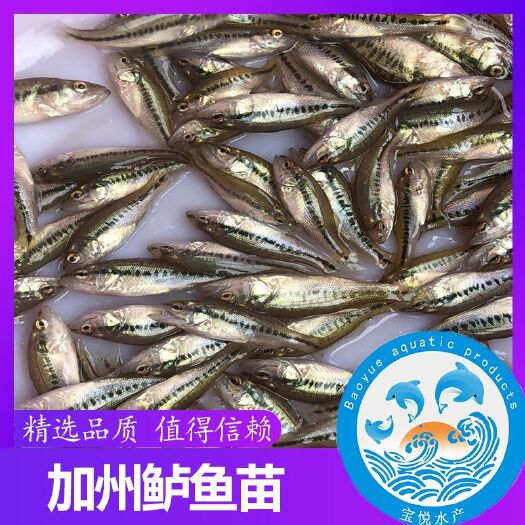 广州 鱼苗 加州鲈鱼苗 大口鲈鱼苗 黑鲈鱼苗 各种淡水鱼苗出售