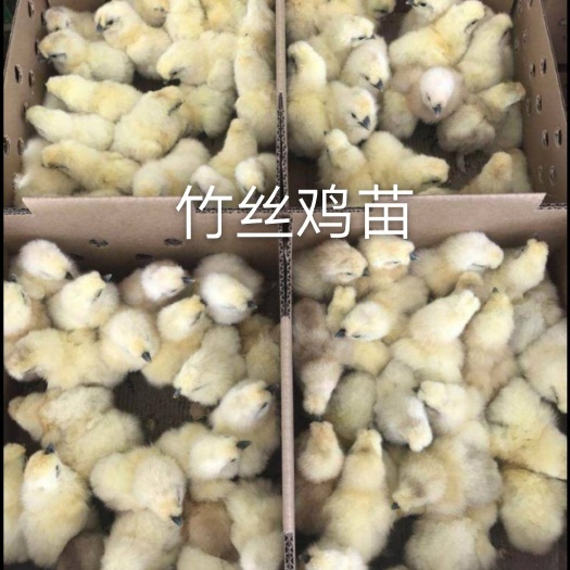 南宁竹丝鸡苗 统货