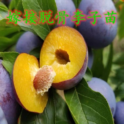 平邑县嫁接李子树苗脱骨蜂蜜李子苗盆栽地栽 现挖现卖 量大从优