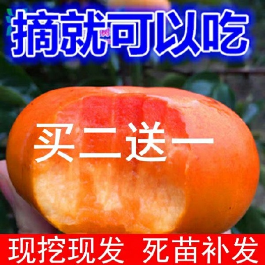 平邑县 甜脆柿树苗，，保真，保对版