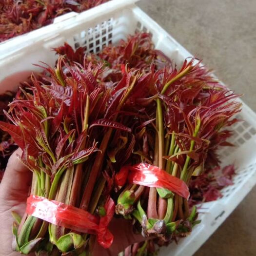 成都 香椿芽，全部新鲜的
