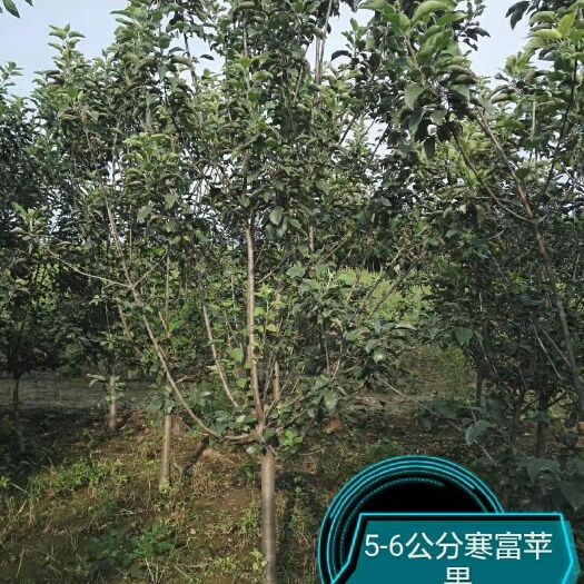 遵化市寒富苹果树苗 2-8公分的苹果树