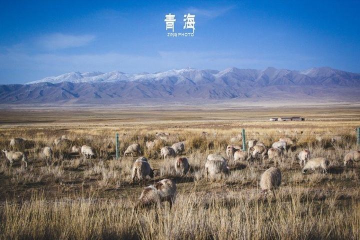 西宁 青海草膘羊
