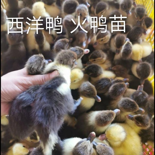南宁西洋鸭苗