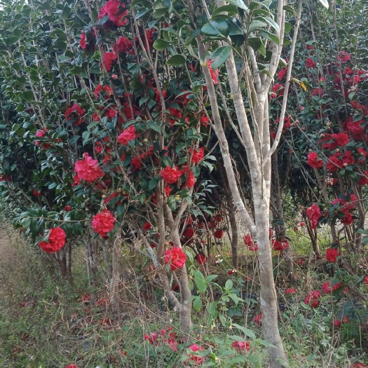 灵山县 茶花、玉兰花 大量有货啊！