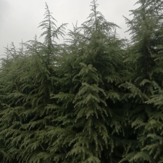 汝南县普通雪松